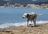 DALMATIEN 204